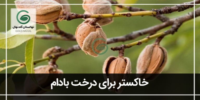 درخت بادام