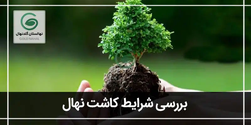 نهال