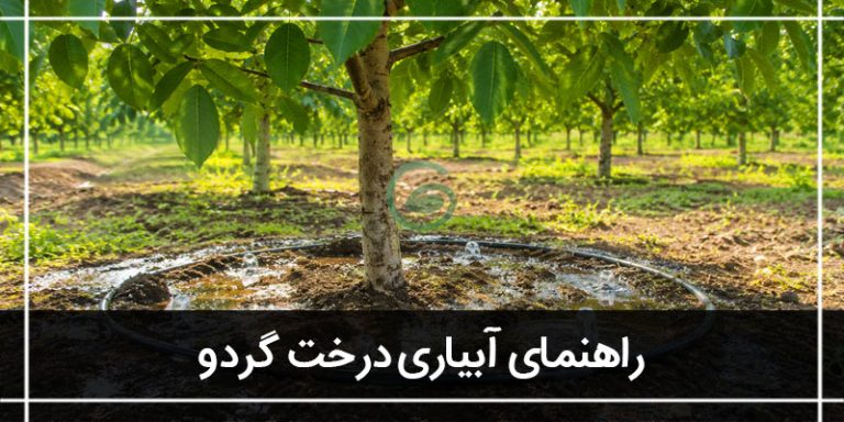 درخت گردو