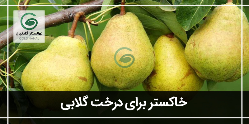 گلابی