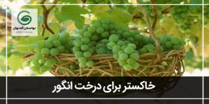 معرفی خاکستر برای درخت انگور و نیاز های آن