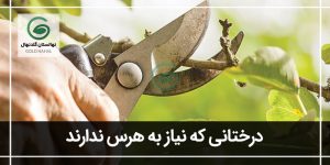 راهنمای جامع چه درختانی نباید هرس شوند
