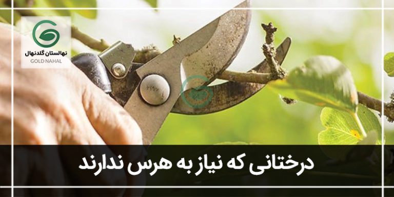هرس