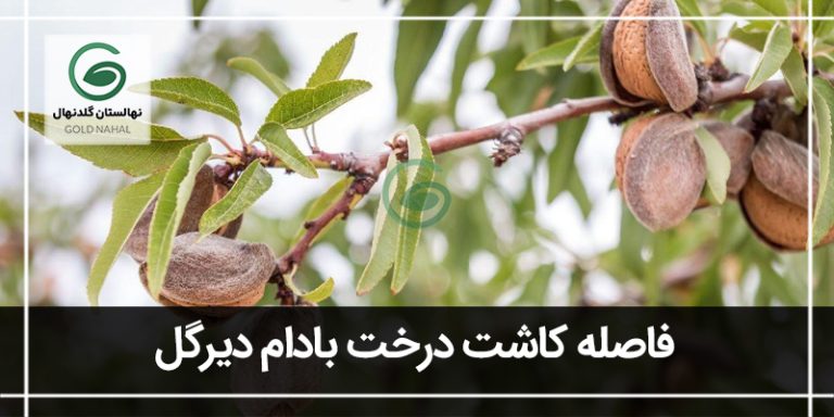 درخت بادام