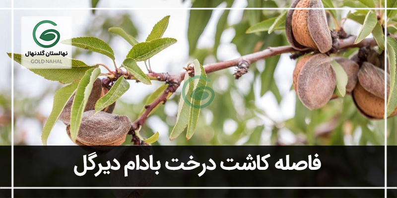 درخت بادام