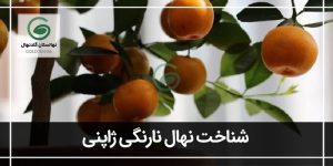 معرفی جامع درخت نارنگی ژاپنی