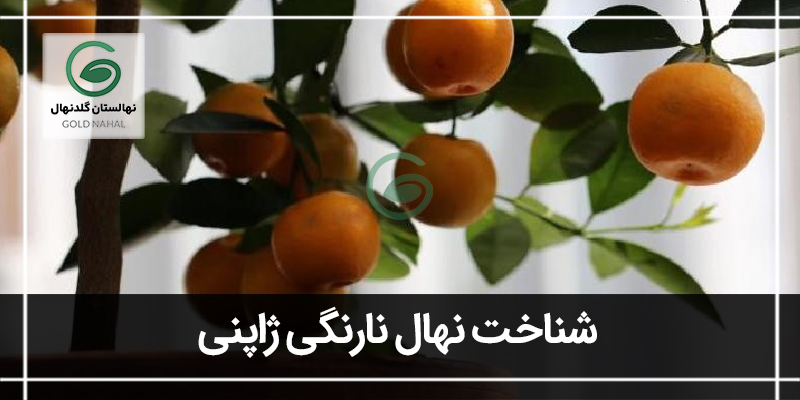 نارنگی