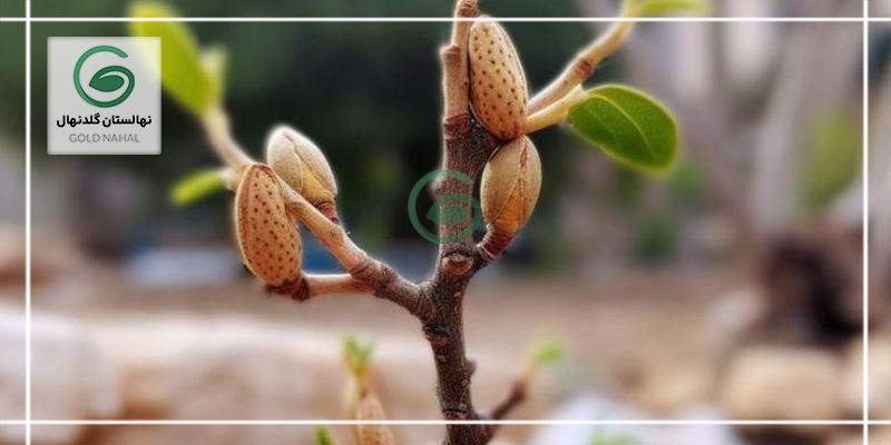 بادام مامایی