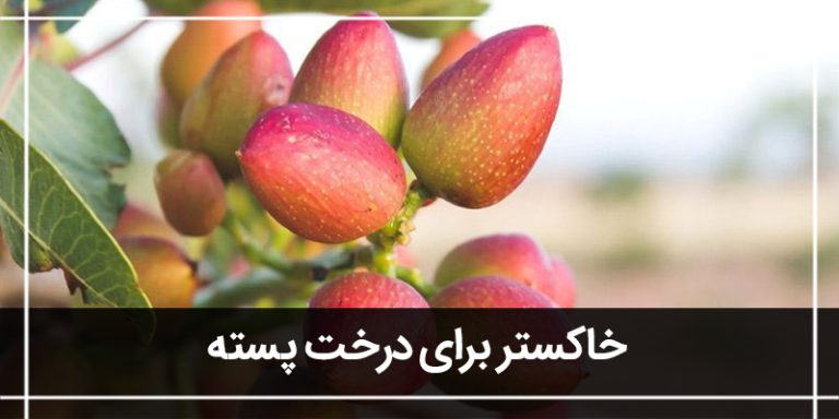 درخت پسته