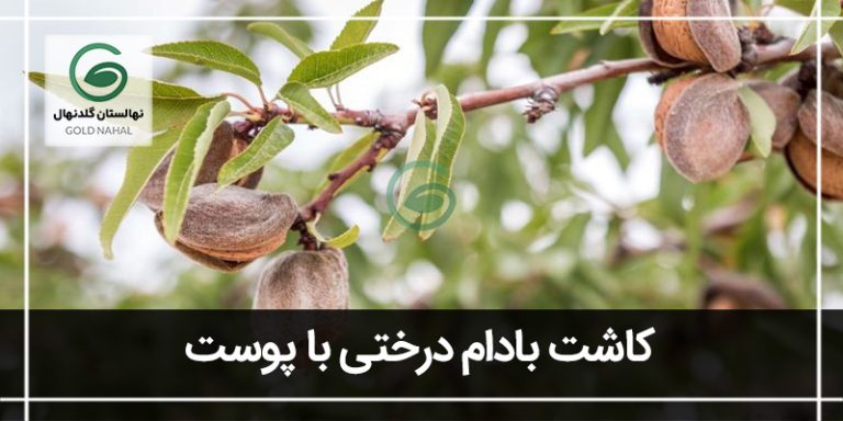 بادام