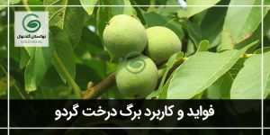 برگ درخت گردو؛کاربردها و تاثیرات آن در باغداری و سلامت