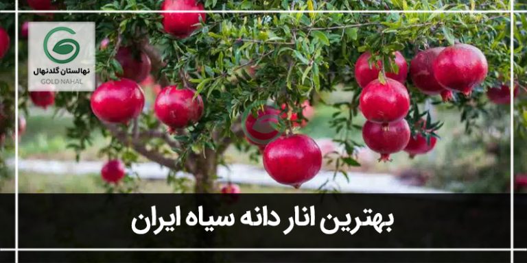 انار