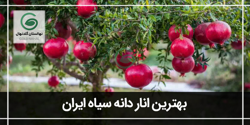 انار