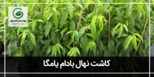 کاشت نهال بادام یامگا؛ زمان کاشت و نگهداری از آن