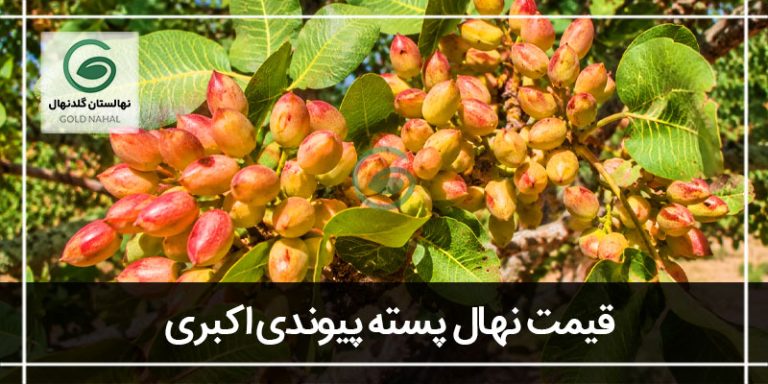 نهال پسته