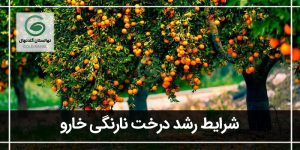 درخت نارنگی خارو: معرفی، شرایط رشد و نگهداری