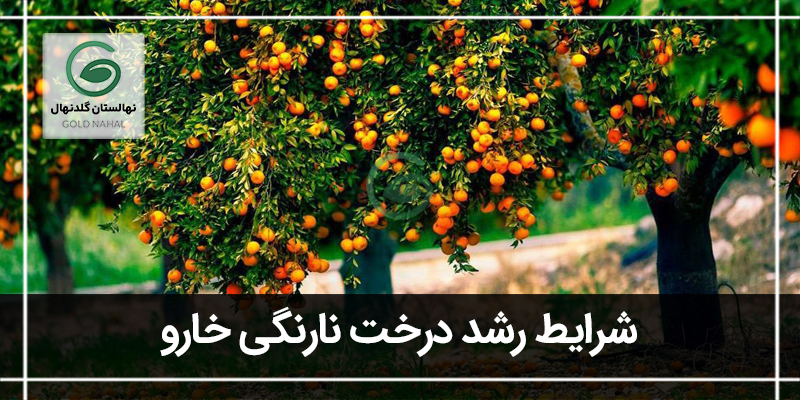 نارنگی