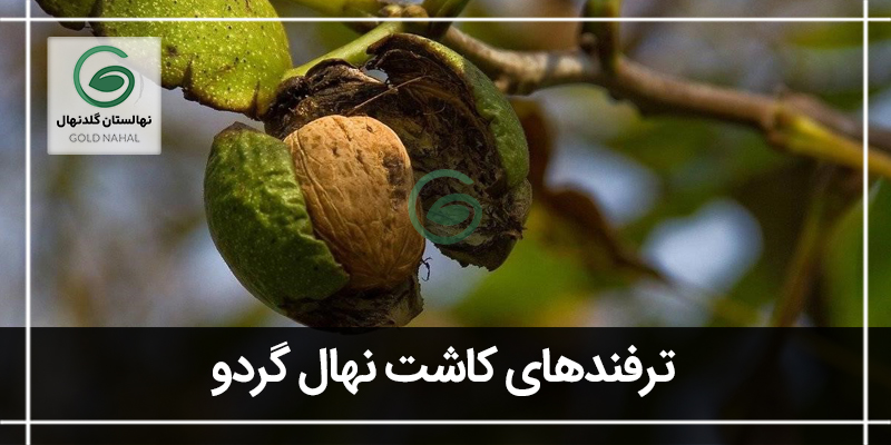 کاشت