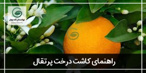 کاشت درخت پرتقال(نکات طلایی جهت نگهداری از درخت پرتقال)