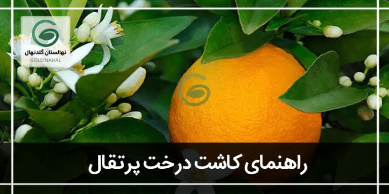 کاشت درخت پرتقال