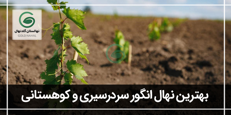 بادام یامگا