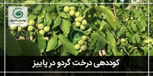 بهترین کود برای درخت گردو در پاییز