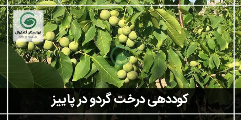 کود