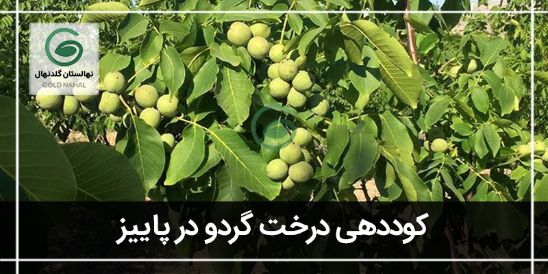 کود