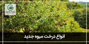 انواع درخت میوه جدید و آینده باغداری مدرن