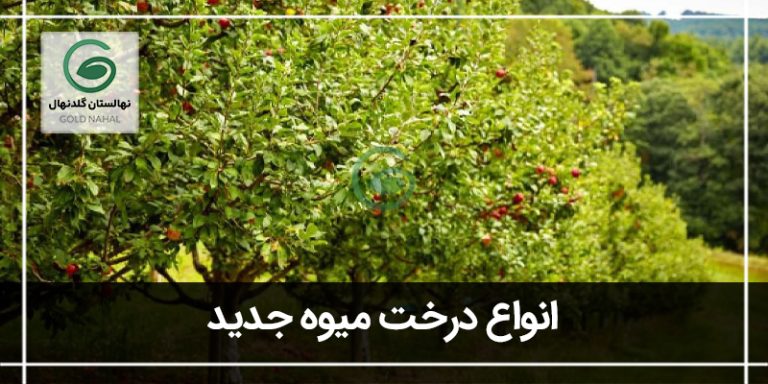 نهال جدید