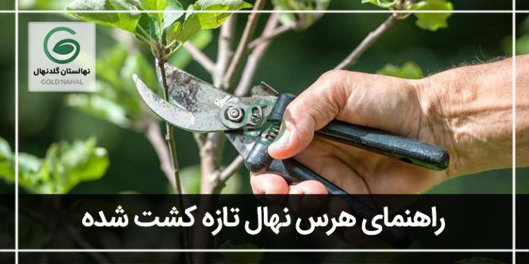 هرس نهال