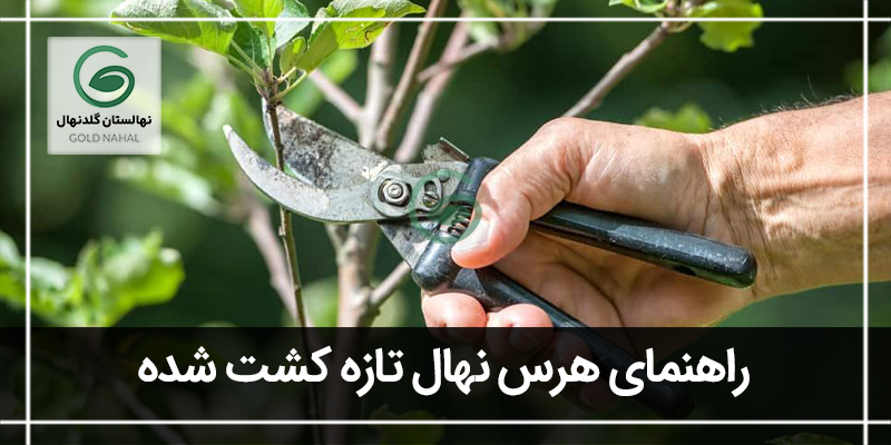 هرس نهال
