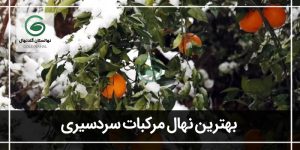 مقاوم ترین مرکبات به سرما؛بهترین نهال مرکبات سردسیری