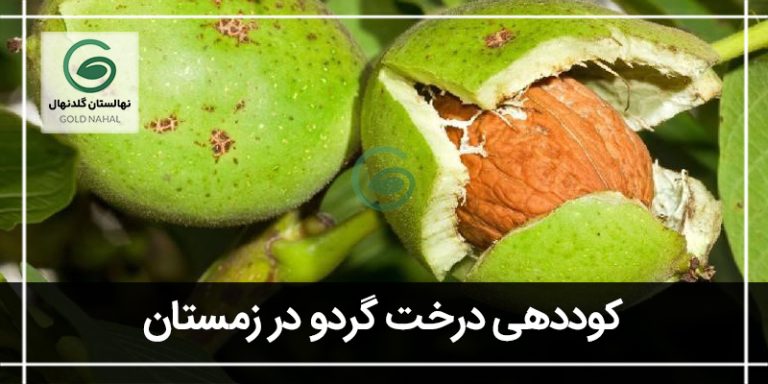 کود درخت گردو