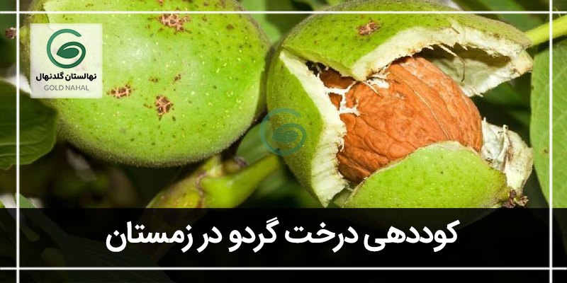کود درخت گردو