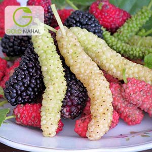 نهال توت موزی