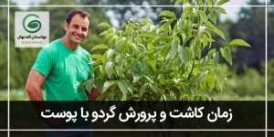 آشنایی با شیوه و فصل کاشت گردو با پوست