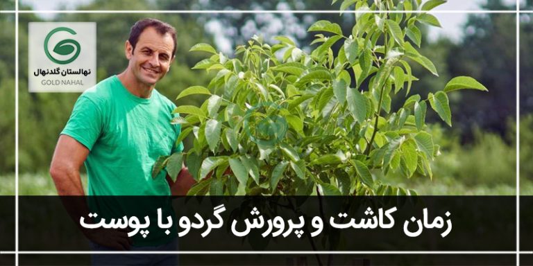 پرورش گردو