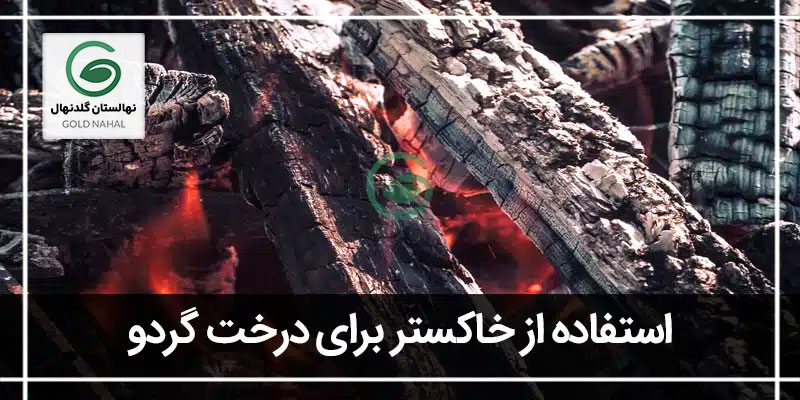 خاکستر درخت گردو