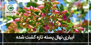 راهنمای آبیاری نهال پسته تازه کاشته شده