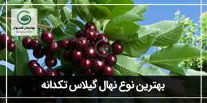 راهنمای انتخاب بهترین نوع نهال گیلاس تکدانه
