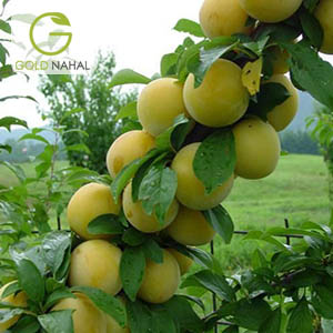 نهال الو کالیفرنیا