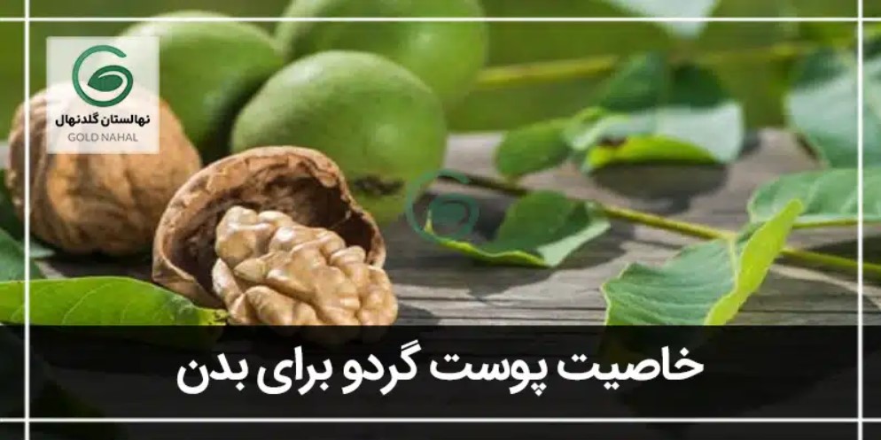 خواص پوست گردو