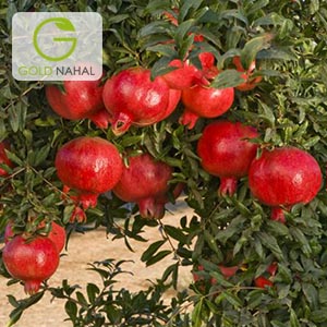 انار