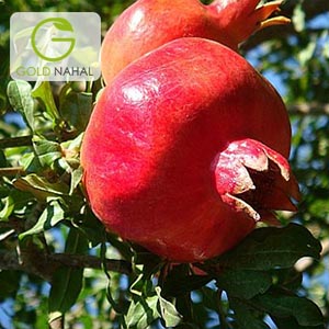 انار
