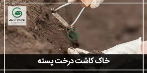 بهترین خاک برای کاشت نهال پسته
