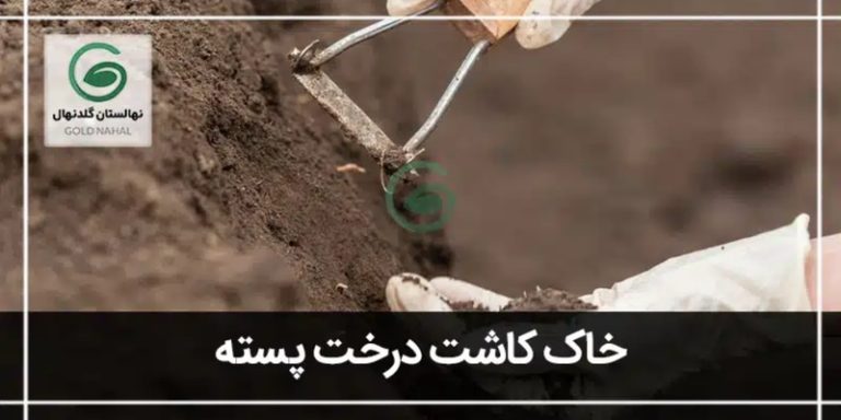 خاک درخت پسته