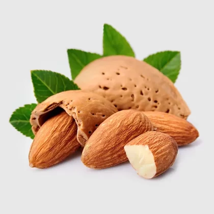 خرید نهال گردو