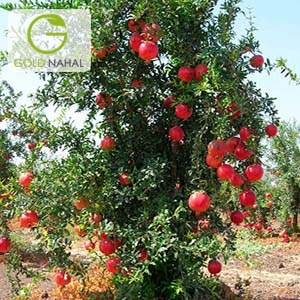 نهال انار