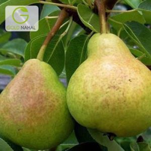 گلابی بیروتی